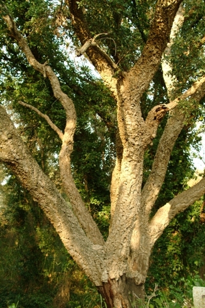 Quercus suber / Quercia da sughero